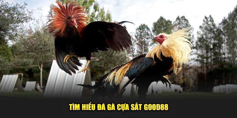 Tim-hieu-da-ga-cua-sat-God88