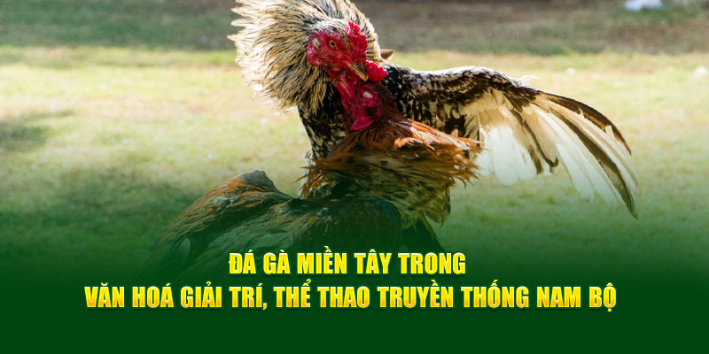 da-ga-mien-tay-trong-van-hoa-giai-tri-the-thao-truyen-thong-nam-bo