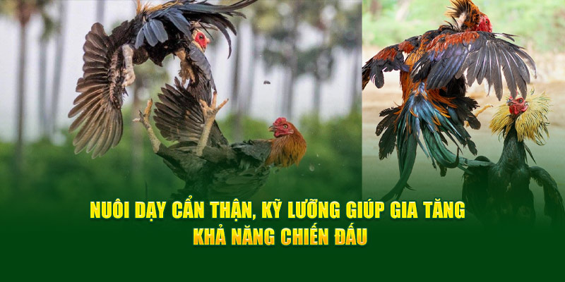 nuoi-day-can-than-ky-luong-giup-gia-tang-kha-nang-chien-dau